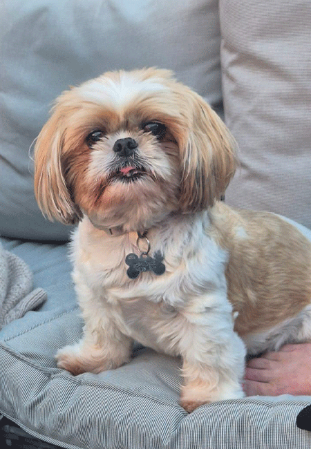 Dog