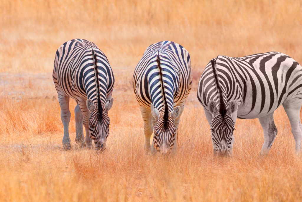 A group of zebras standing among the yellow grass in Etosha National Park in Namibia, in the African savannah, during a safari - Etosha National Park, Namibia