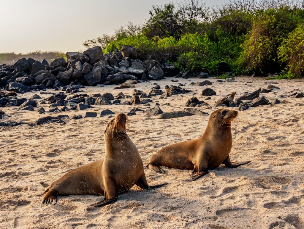 Sea Lions (Zalophus wollebaeki), Playa Mann, Puerto Baquerizo Moreno, San Cristobal or Chatham Island, Galapagos, Ecuado