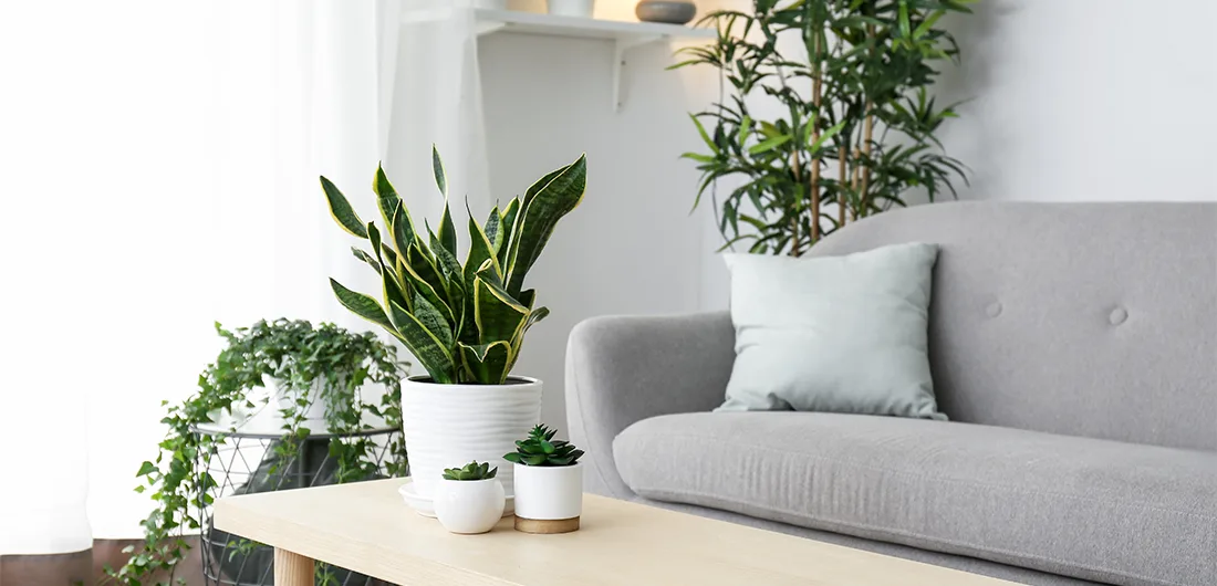 The Indoor Plants to Avoid if you Suffer with Hay Fever