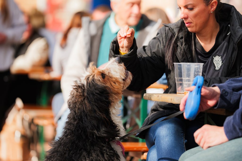 Dog-friendly fun at Chester-le-EATS festival